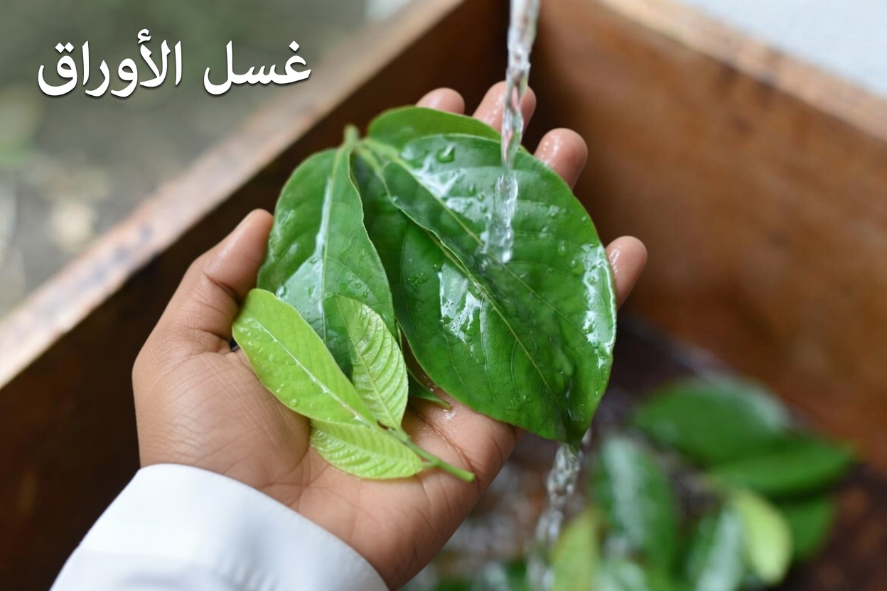 استكشاف أوراق الجوافة وثمارها لصحة العين اليومية