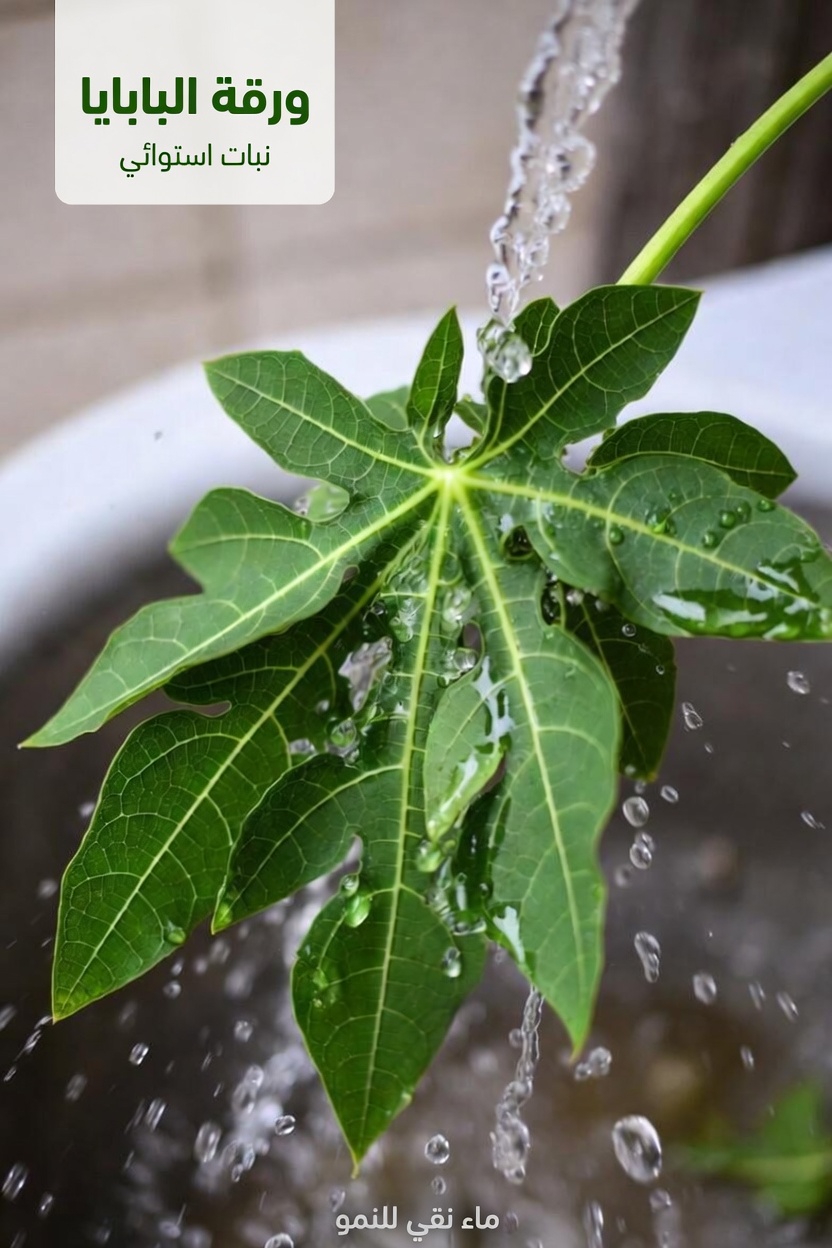 اكتشف وصفة مشروب أوراق البابايا البسيطة التي يستخدمها كثير من الناس لدعم صحتهم العامة اليومية