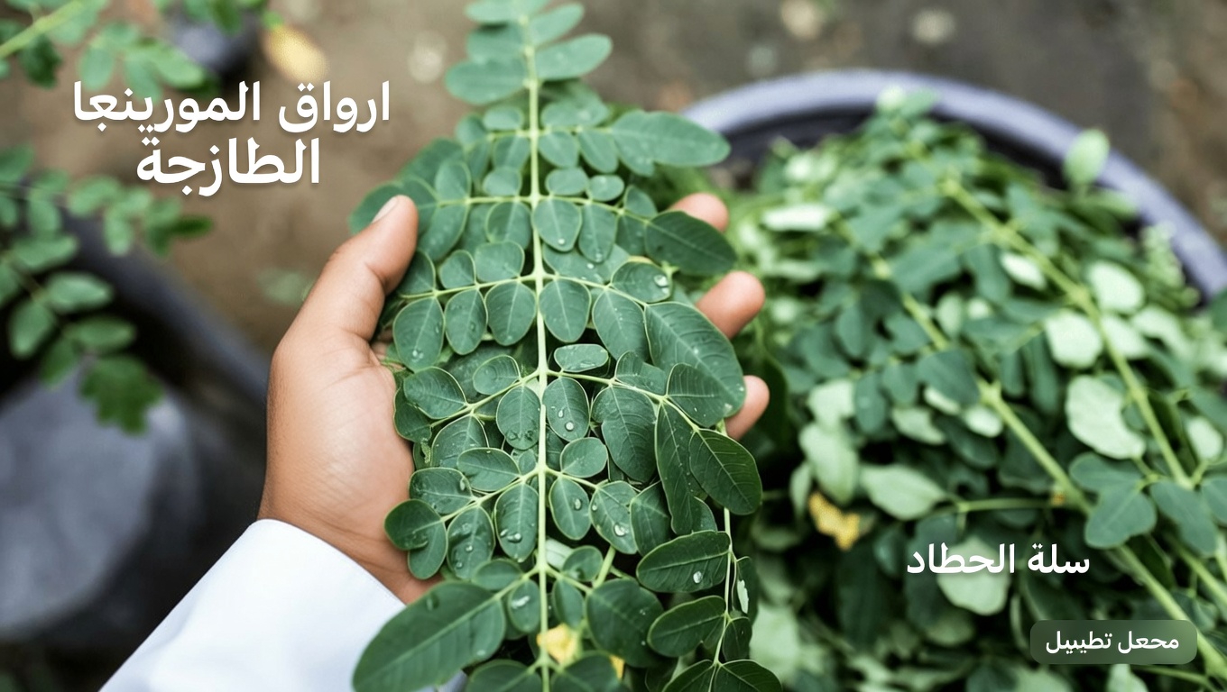 هل يمكن أن يدعم إضافة أوراق المورينغا إلى روتينك اليومي صحة الكلى والعافية العامة؟