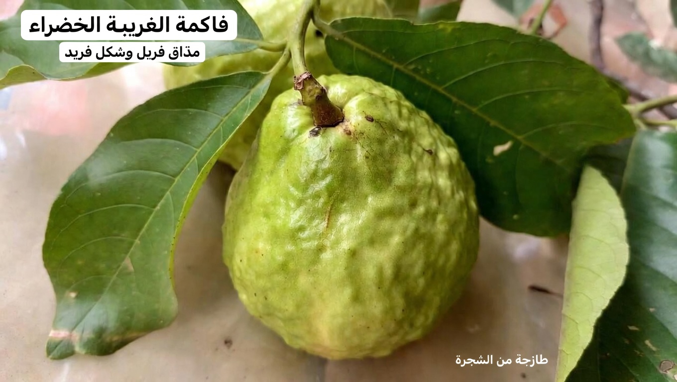 استكشاف الطرق الطبيعية لدعم صحة العين بالجوافة: دليل للعادات اليومية