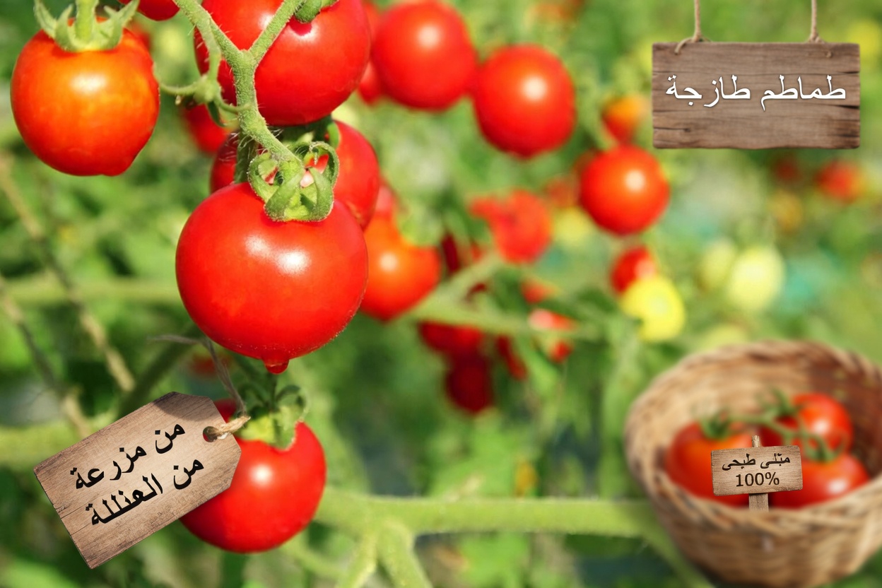 هل تفتقد هذه العادة البسيطة المتعلقة بالطماطم والأفوكادو بعد سن الخمسين؟