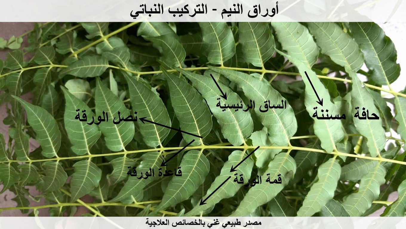 أوراق النيم: استكشاف الاستخدامات التقليدية والدعم المحتمل للعافية