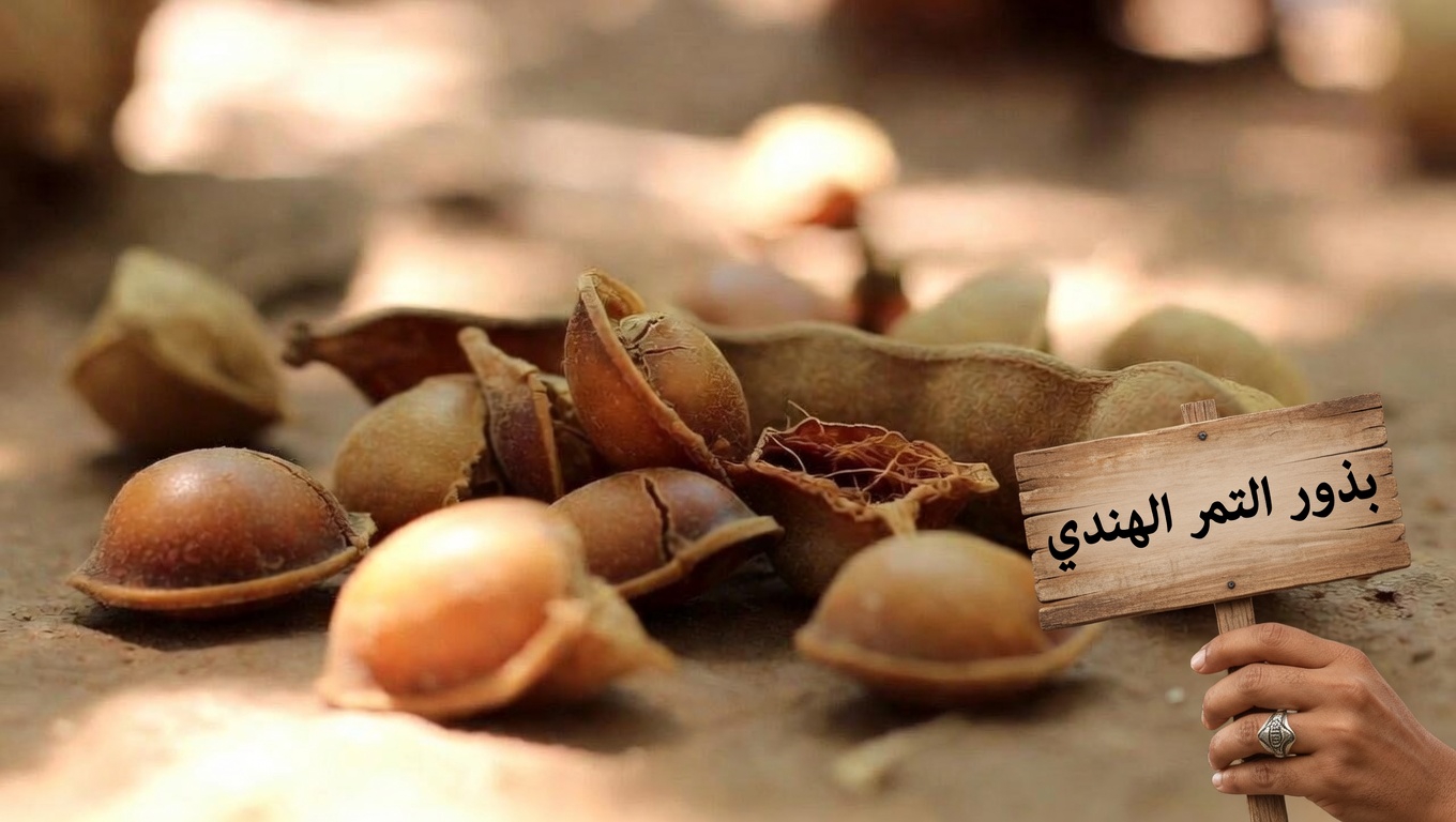 هل يمكن أن تساعد بذور التمر الهندي جسمك على التعامل مع الجسيمات البلاستيكية الدقيقة؟ ما الذي تُظهره الأبحاث المبكرة؟