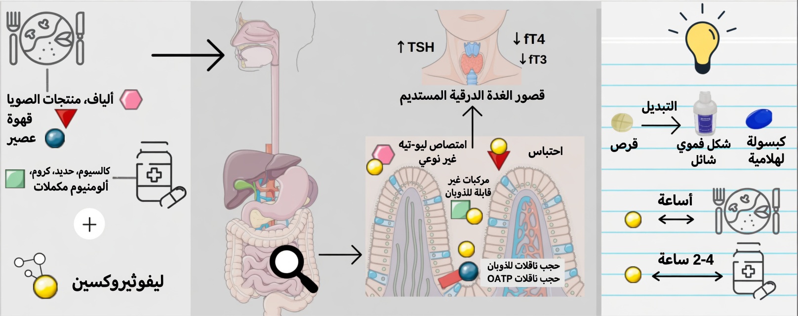 هل تتناول ليفوثيروكسين بالطريقة الخاطئة كل صباح؟ عادات يتجاهلها كثير من المرضى