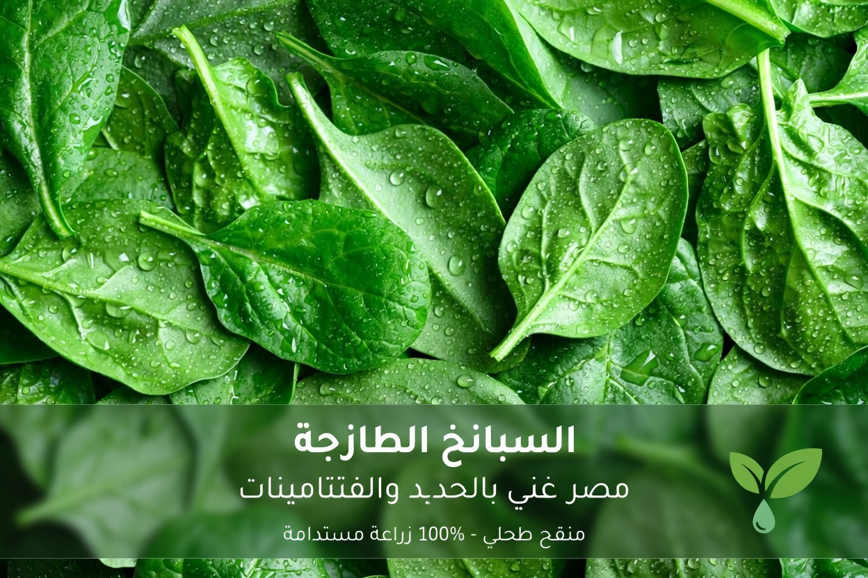 أفضل 10 أطعمة تساعد في الحفاظ على الشرايين نظيفة وتدعم صحة القلب