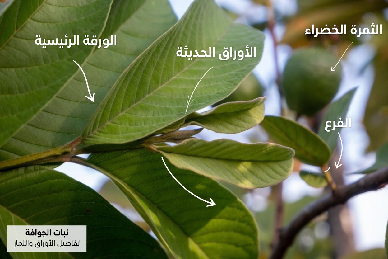 هل يمكن لأوراق الجوافة أن تساعد في دعم العناية بالأسنان؟ 3 عادات تقليدية ينبغي لكبار السن في المكسيك معرفتها
