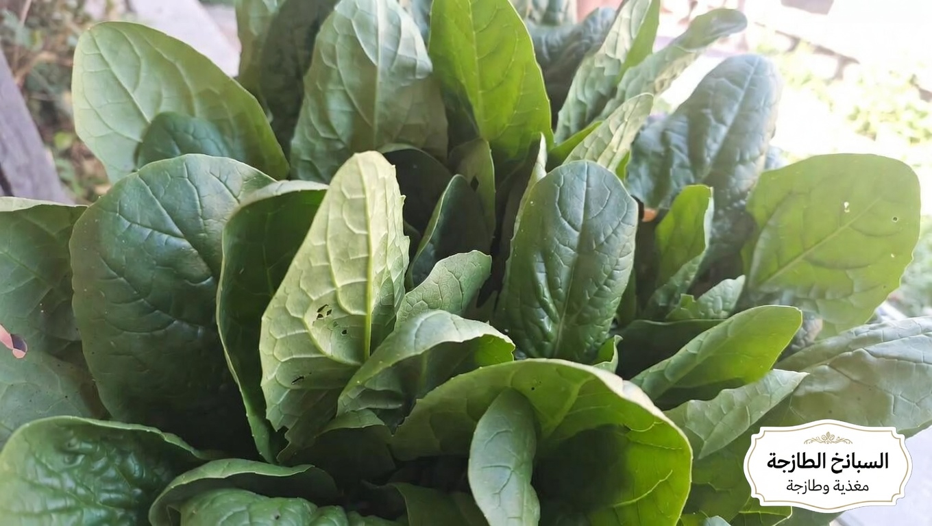 ما الدور الذي يلعبه فيتامين ك في جسمك؟