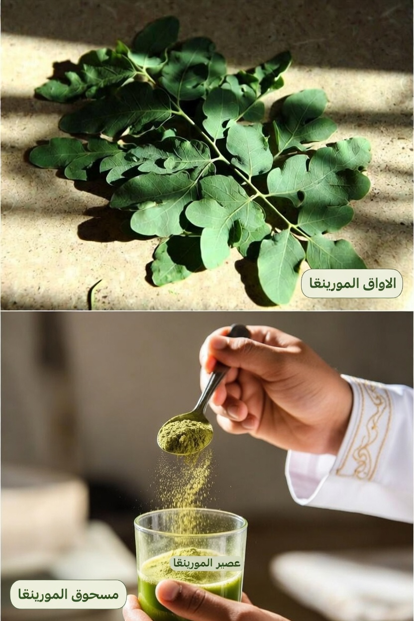 استكشاف الفوائد الصحية المحتملة لمسحوق أوراق المورينغا: ماذا تشير إليه الأبحاث العلمية