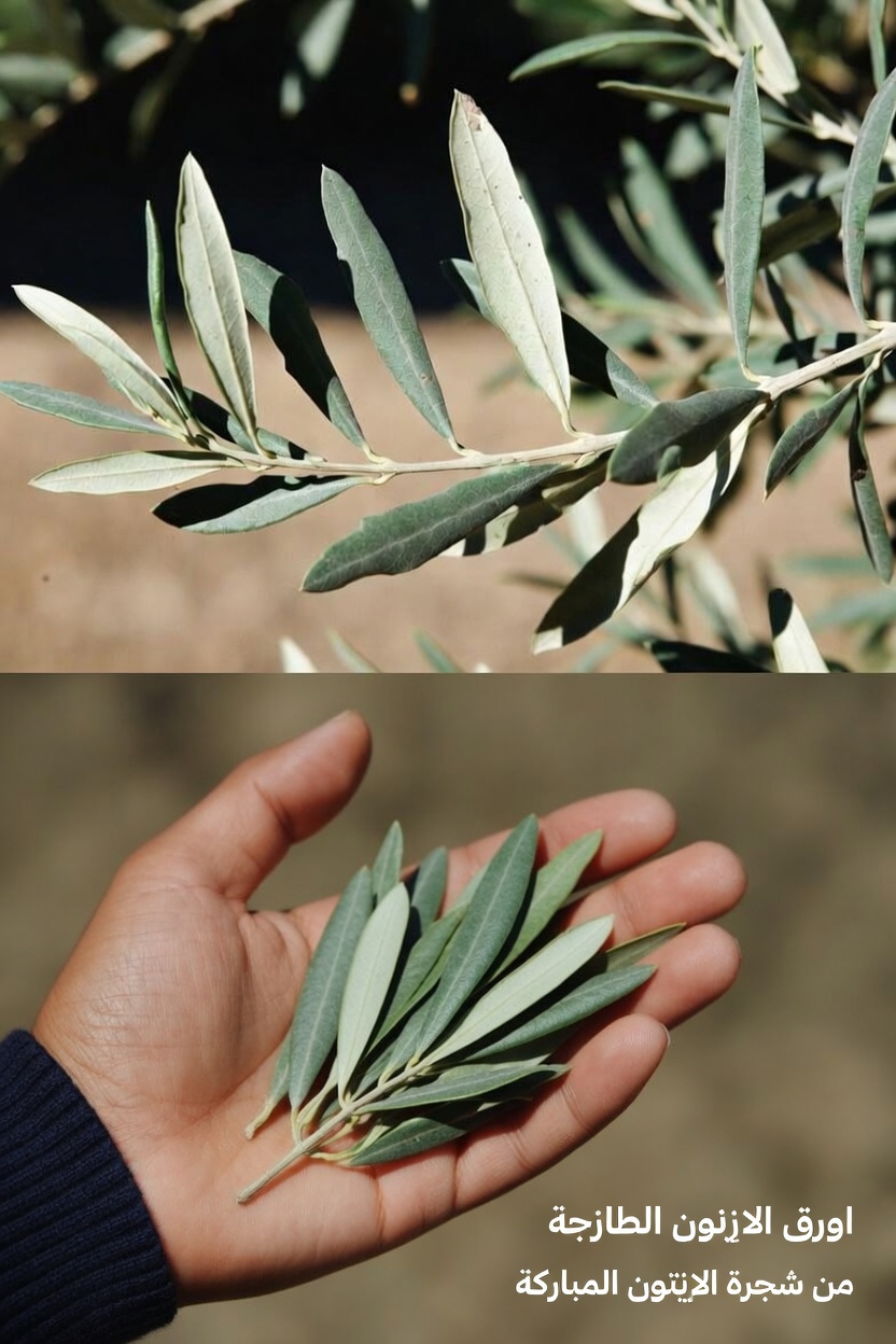 هل يمكن لمستخلص أوراق الزيتون أن يدعم العافية العامة في ضوء الأبحاث الناشئة؟