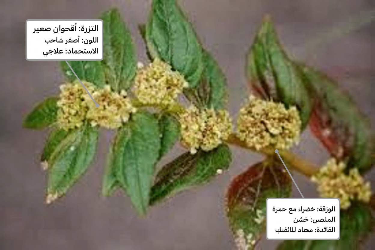 هل يمكن لهذه العشبة البرية الشائعة أن تدعم راحة العين اليومية؟ استكشاف الدور التقليدي للفربيون هيرتا