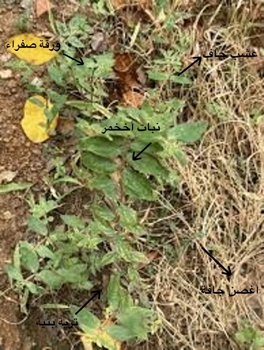 هل يمكن لهذه العشبة البرية الشائعة أن تدعم راحة العين اليومية؟ استكشاف الدور التقليدي للفربيون هيرتا