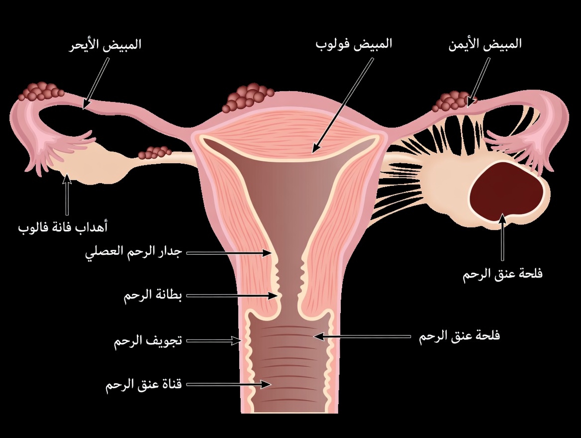تحذير من الانتباذ البطاني الرحمي: عادات يومية لا ينبغي تجاهلها