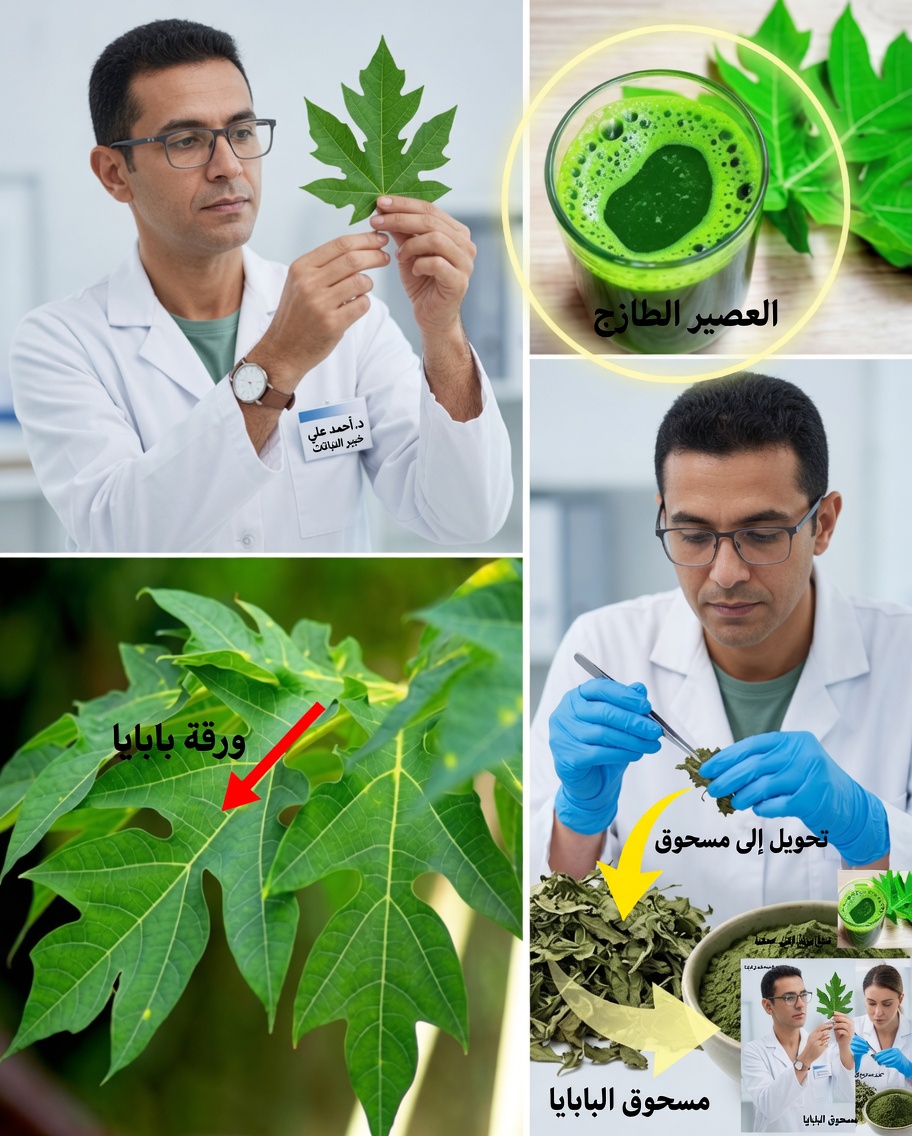 🌿 أوراق التين: ما استخداماتها وكيف يمكن الاستفادة من فوائدها؟