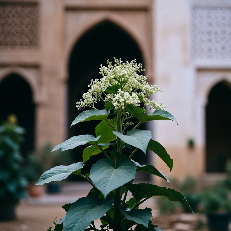 9 أشياء يجب معرفتها عن البليدو بلانكو (Amaranthus albus)