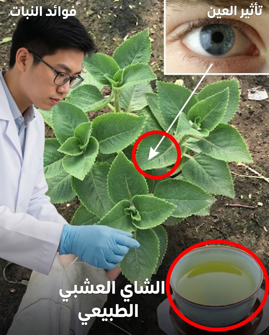 علاجات طبيعية بالأوريغانو الكوبي لتحسين البصر