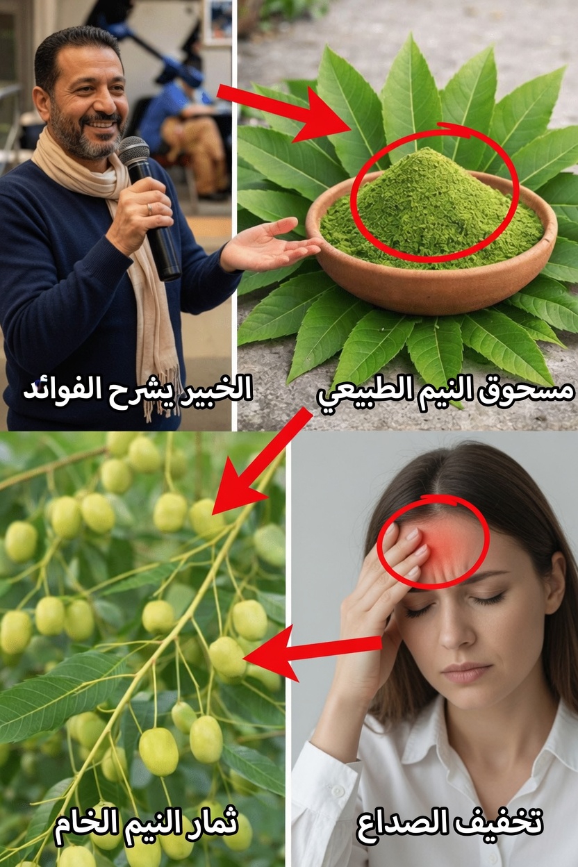 أوراق المورينغا أوليفيرا: استكشاف الفوائد الغذائية والاستخدامات اليومية لدعم العافية