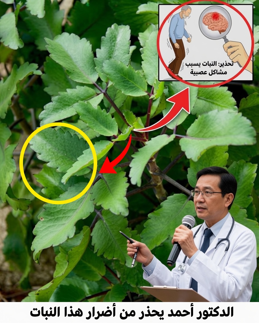 18 سببًا قويًا لزراعة الكالانشو في منزلك (يجب أن يكون في كل بيت واحد منه!)