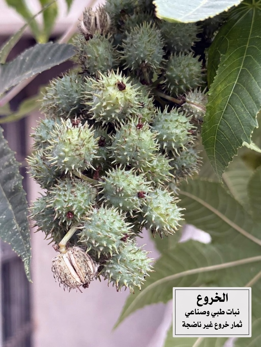 هل يمكن أن يكون هذا الزيت النباتي التقليدي عادة يومية لدعم توازن المفاصل وحمض اليوريك؟