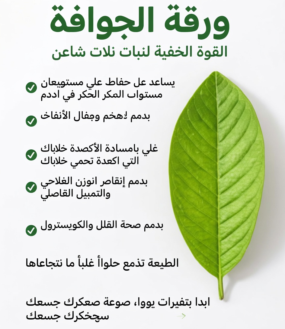 اكتشاف عادة صباحية بسيطة: شاي أوراق الجوافة ودوره المحتمل في دعم سكر الدم اليومي