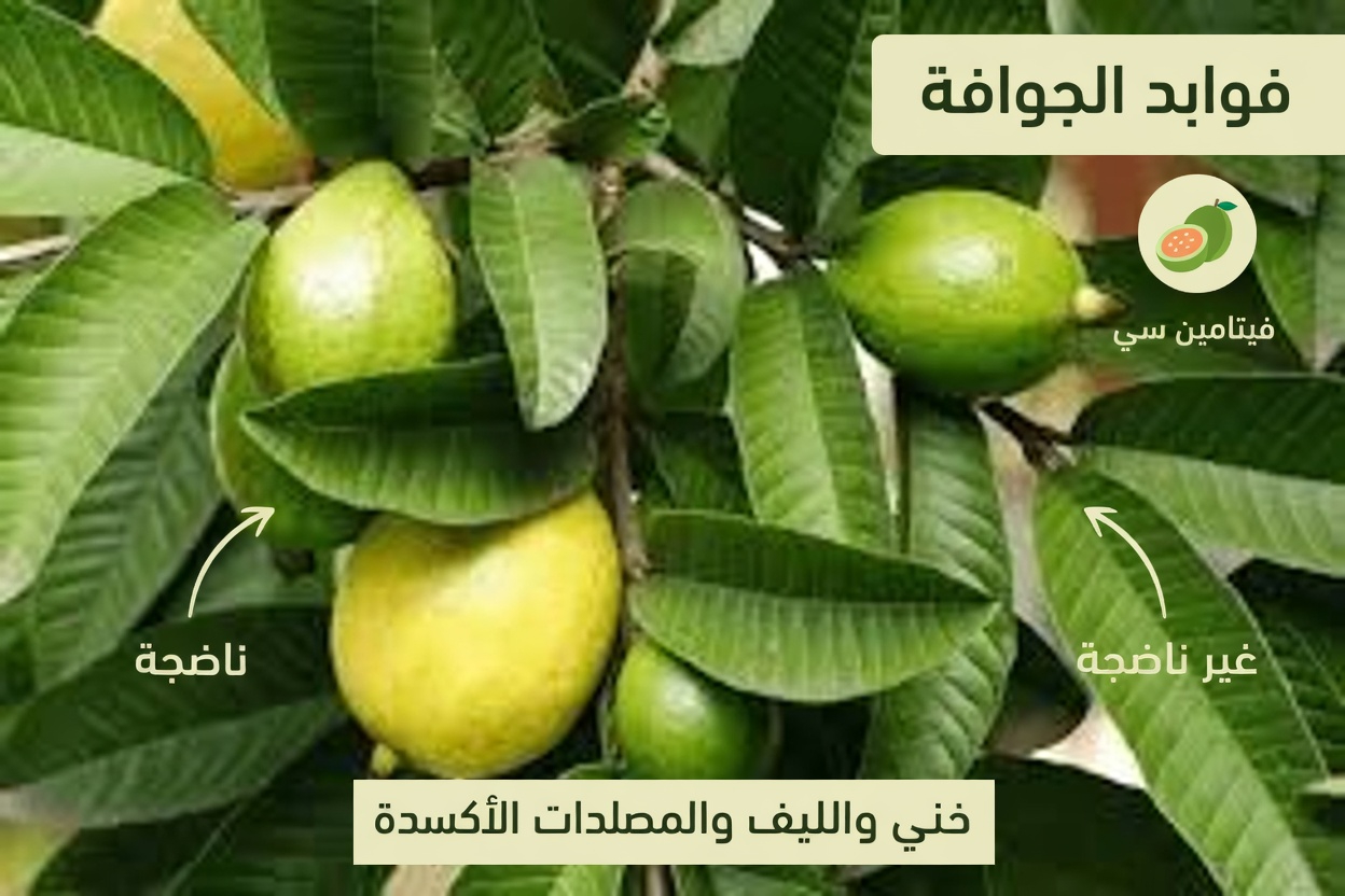 أفضل 3 طرق لعلاج تسوس الأسنان بأوراق الجوافة – بسيطة وفعالة من حيث التكلفة