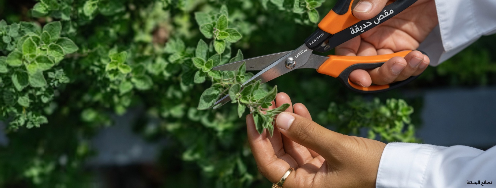 اكتشف الطرق المدهشة التي يمكن أن يدعم بها الأوريجانو روتينك اليومي للعافية