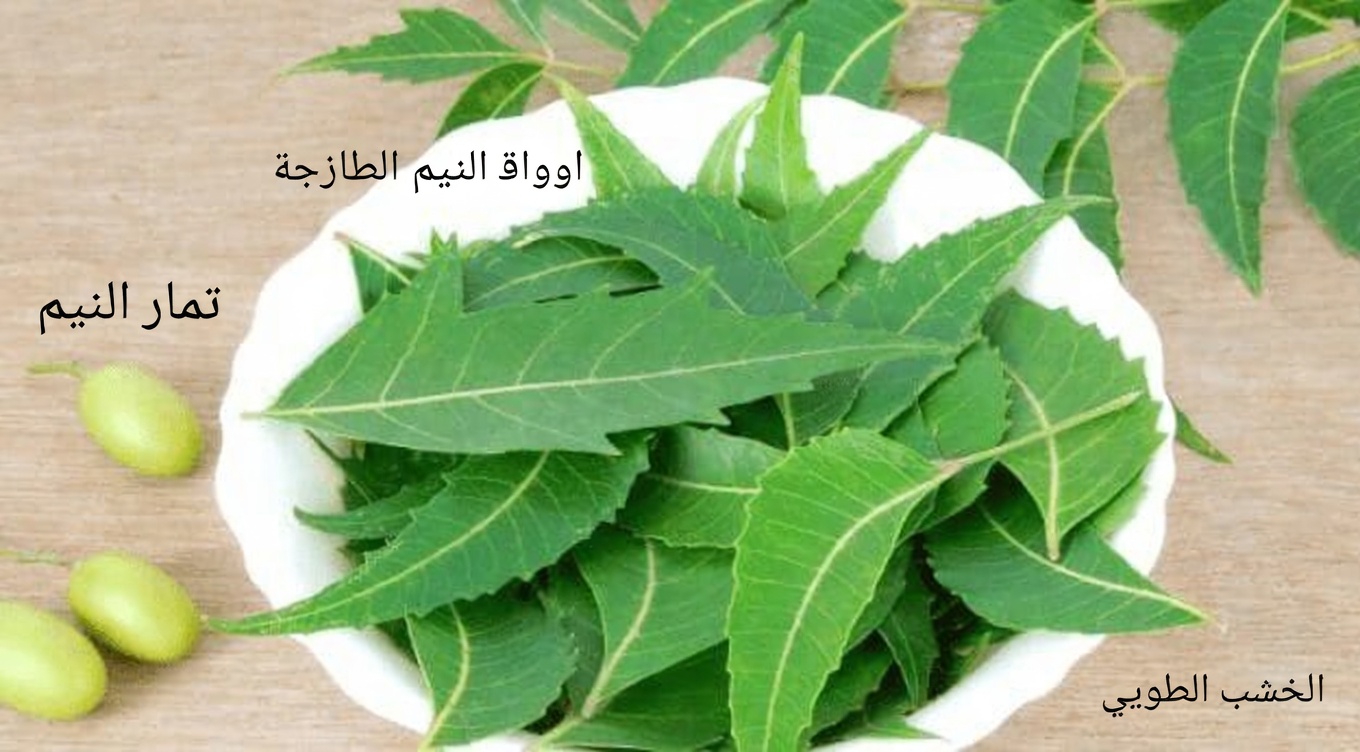 الورقة الآسيوية غير المعروفة كثيرًا التي تلفت الأنظار بهدوء في أوساط الصحة الطبيعية