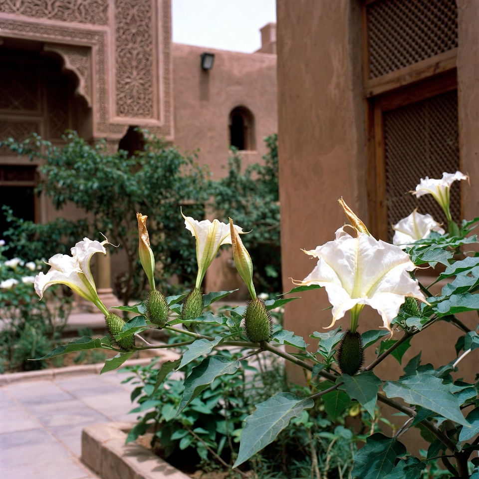 كيف يمكنك التعرّف بأمان على نباتات الداتورا في حديقتك وحيّك: نصائح أساسية ودليل للعادات