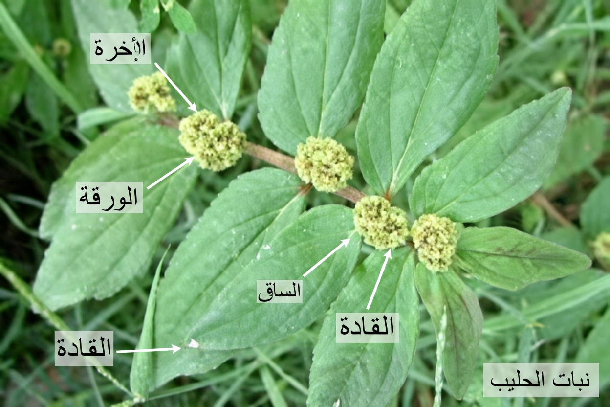 اكتشف القوة الخفية لعشبة شائعة في الفناء الخلفي لدعم صحة الرئتين طبيعيًا