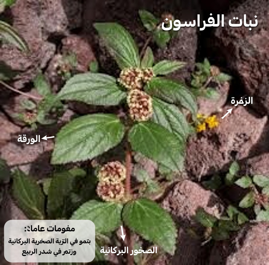 اكتشف القوة الخفية لعشبة شائعة في الفناء الخلفي لدعم صحة الرئتين طبيعيًا