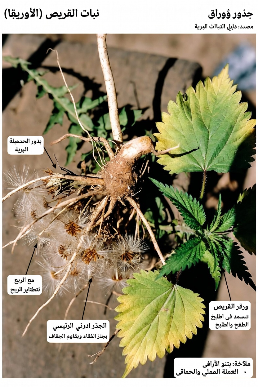 اكتشف 5 أعشاب طبيعية قد تساعد في دعم عمليات إزالة السموم وتنقية الكلى