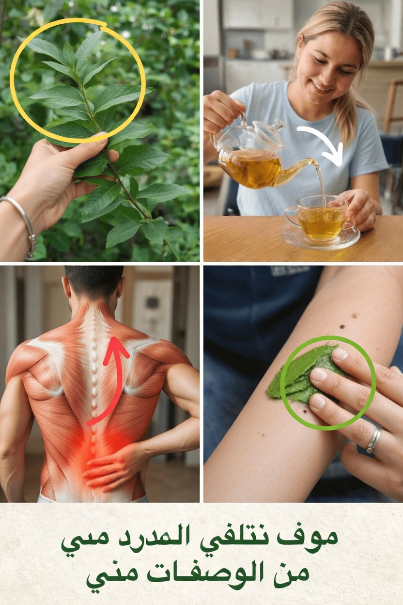 أوراق الجوافة لصحة العظام والمفاصل: وصفات سهلة ونصائح لتجربتها في المنزل اليوم