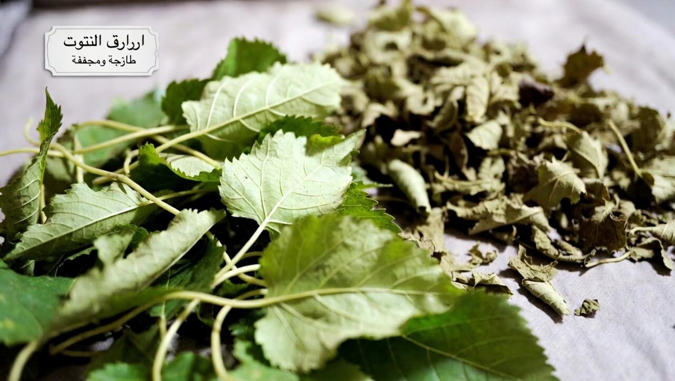 ما الذي يميز أوراق التوت؟