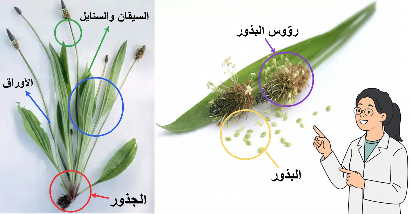 لسان الحمل الضيق الأوراق: النبتة البرية التي تشفي تقريبًا كل شيء