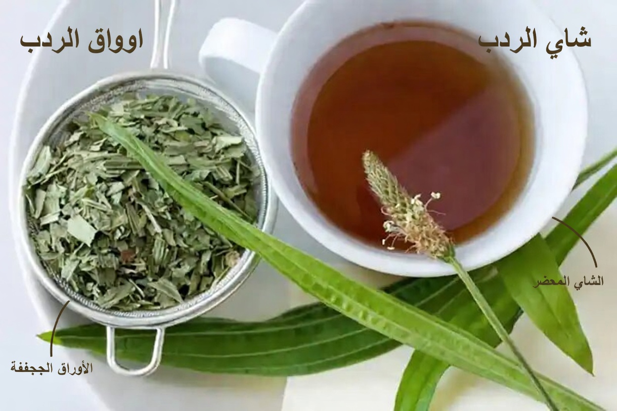 لسان الحمل الضيق الأوراق: النبتة البرية التي تشفي تقريبًا كل شيء