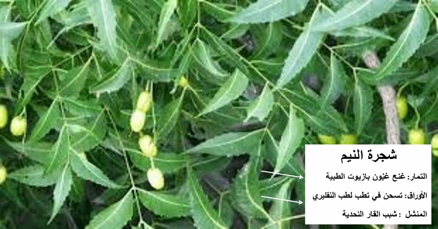 الورقة المُرّة الوحيدة التي تجعل علب الأدوية متقادمة بهدوء لدى الأمريكيين فوق الستين