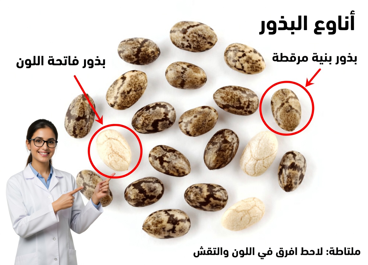 القوة الخفية لثلاث بذور صغيرة: كيف يمكن لأسرار اليابان لإطالة العمر أن تنقذ بصرك بعد الستين
