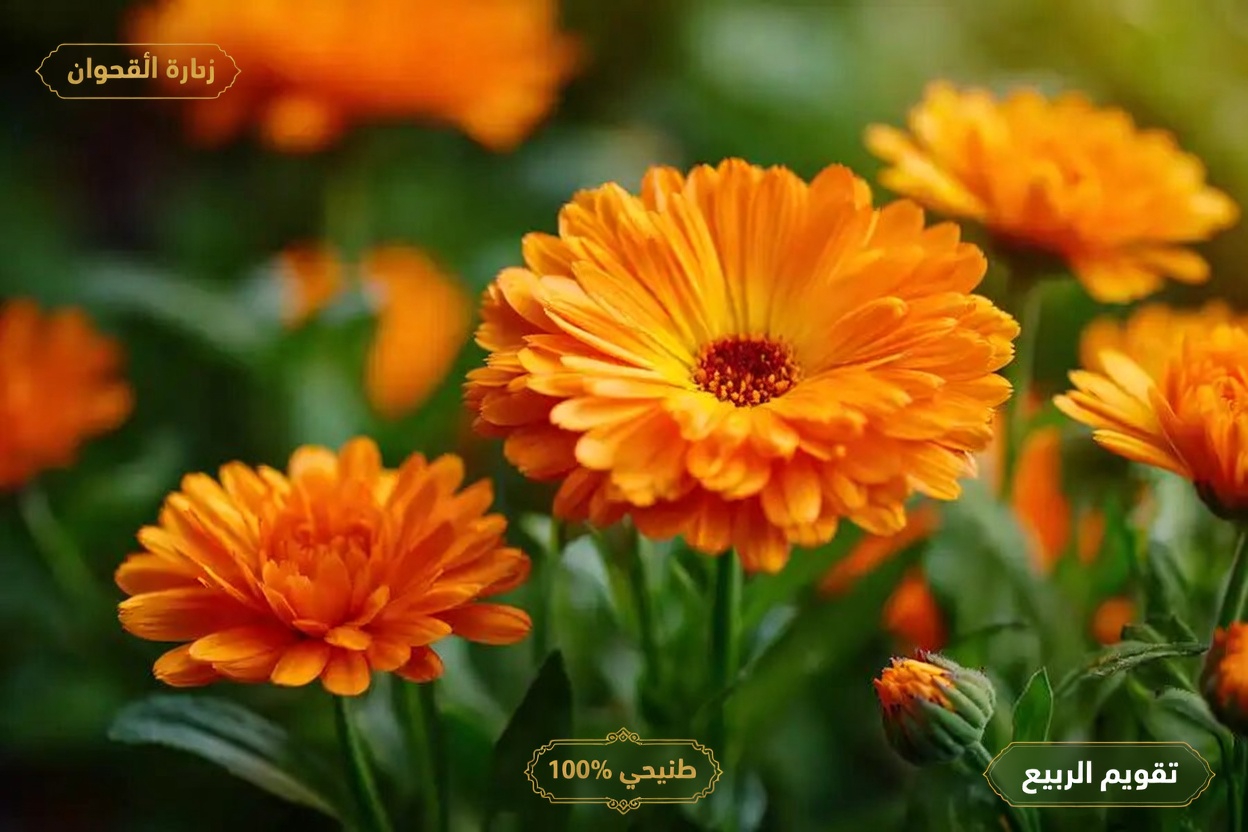 أهم 12 فائدة صحية للآذريون الطبي