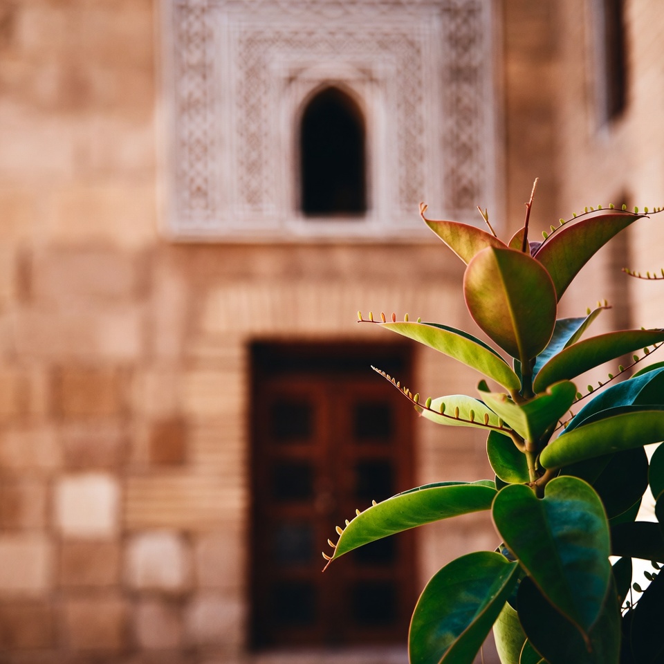 بريوفيلوم بيناتوم: الفوائد الصحية والاستخدامات والمزيد