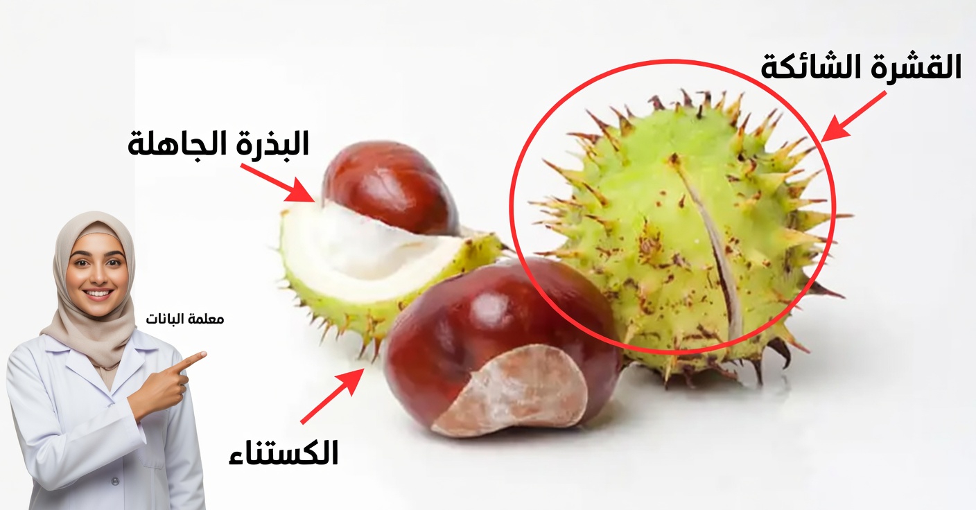 كستناء الحصان: أقوى علاج طبيعي لتورم الساقين وأكثر…