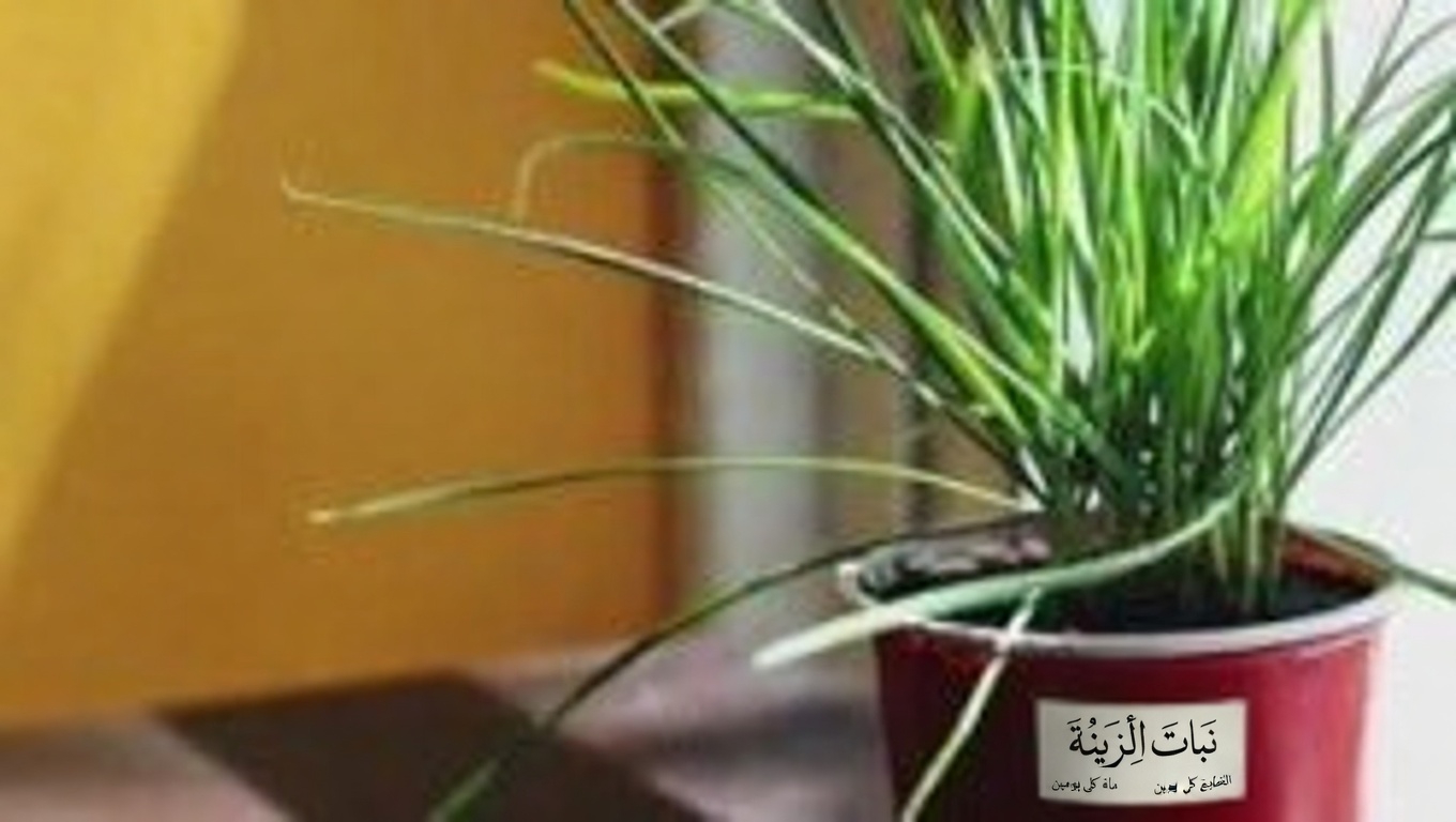 كستناء الحصان: أقوى علاج طبيعي لتورم الساقين وأكثر…