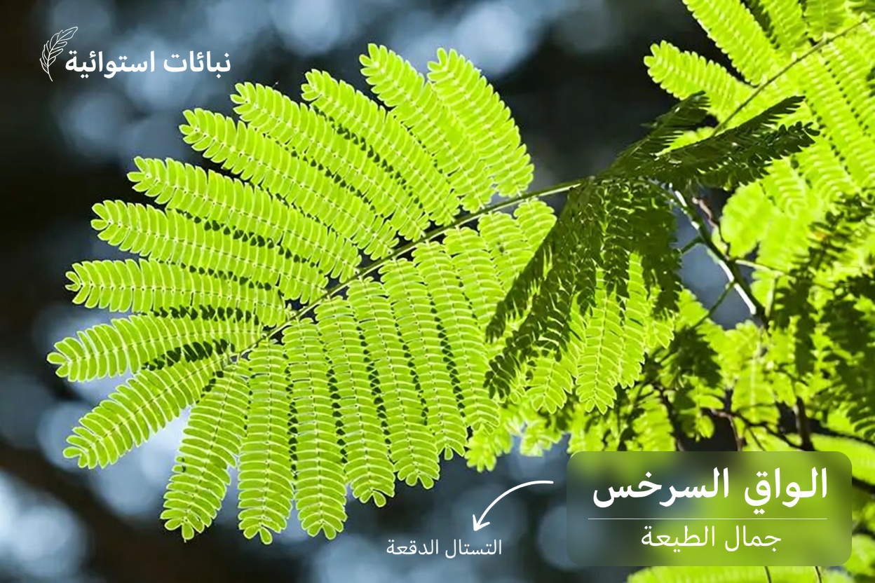 Albizia julibrissin: استكشاف فوائد اللحاء والأزهار والأوراق