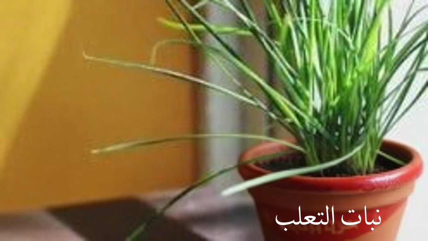 الثوم لصحة الأذن: راحة وحماية طبيعية