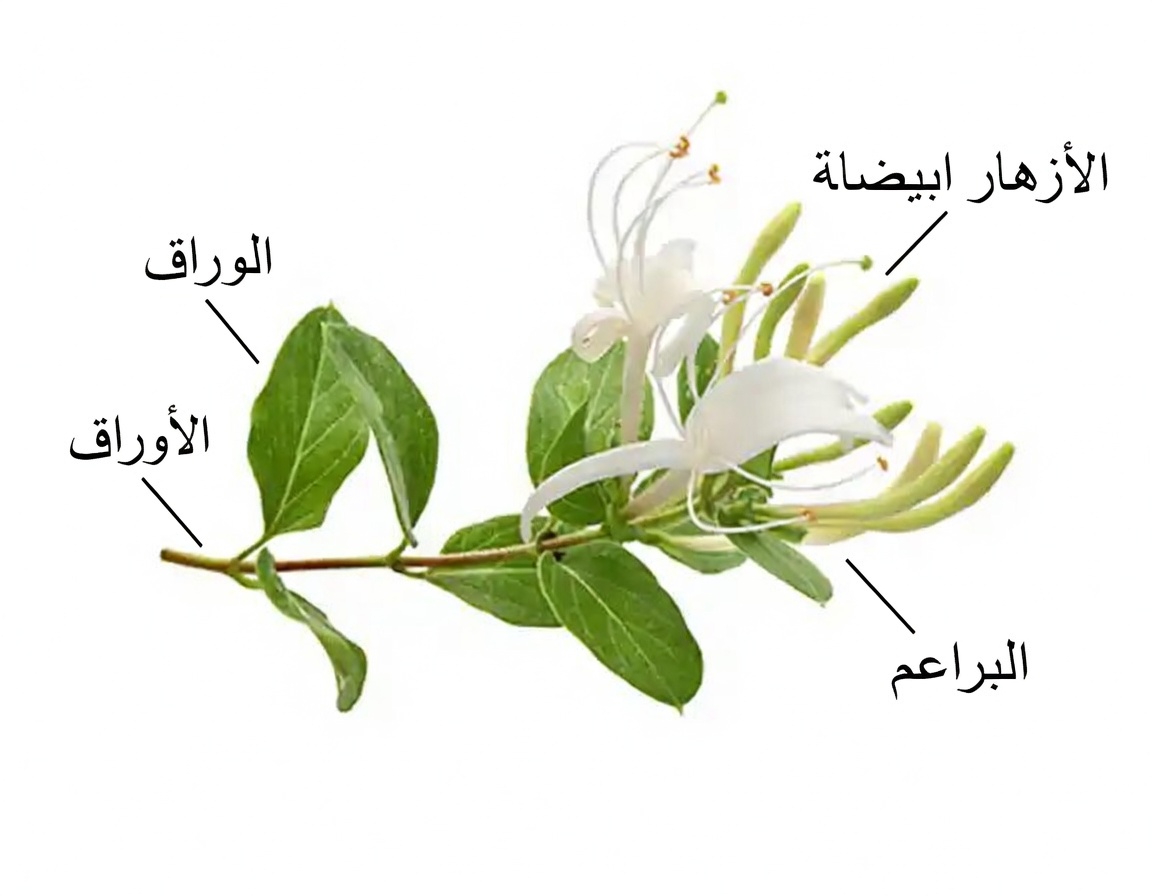 زهر العسل الياباني (Lonicera japonica): الفوائد الصحية والاستخدامات المنزلية