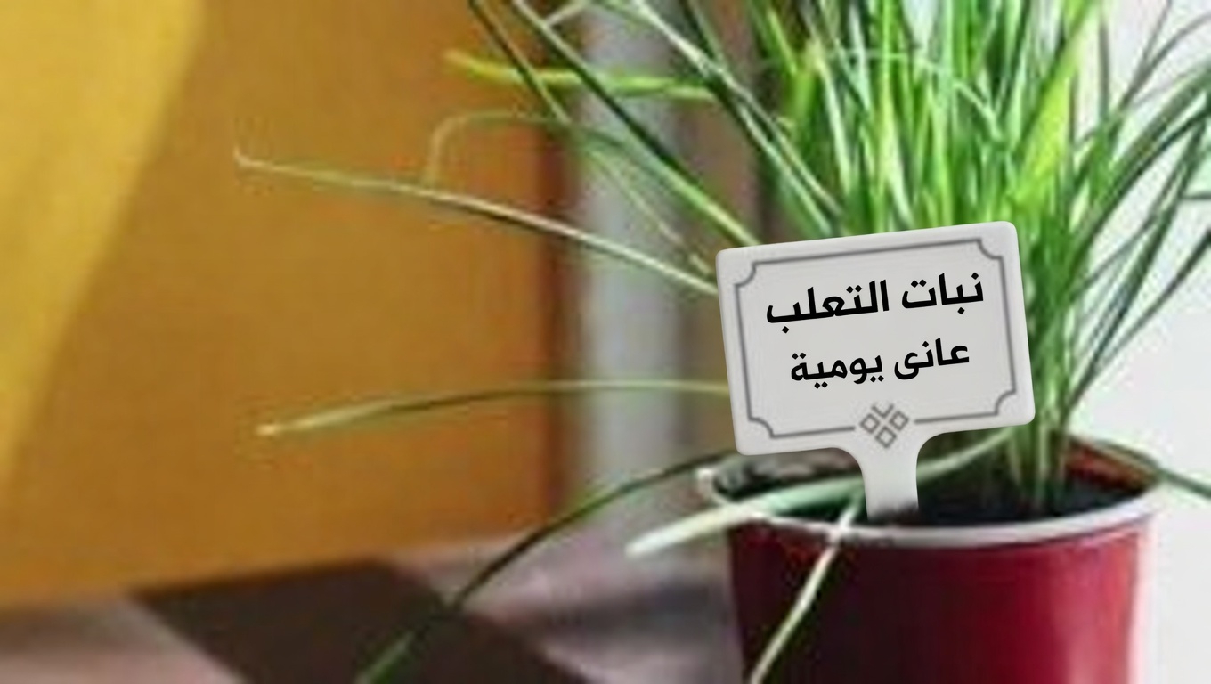 القوة الخفية لأوراق التوت الأزرق