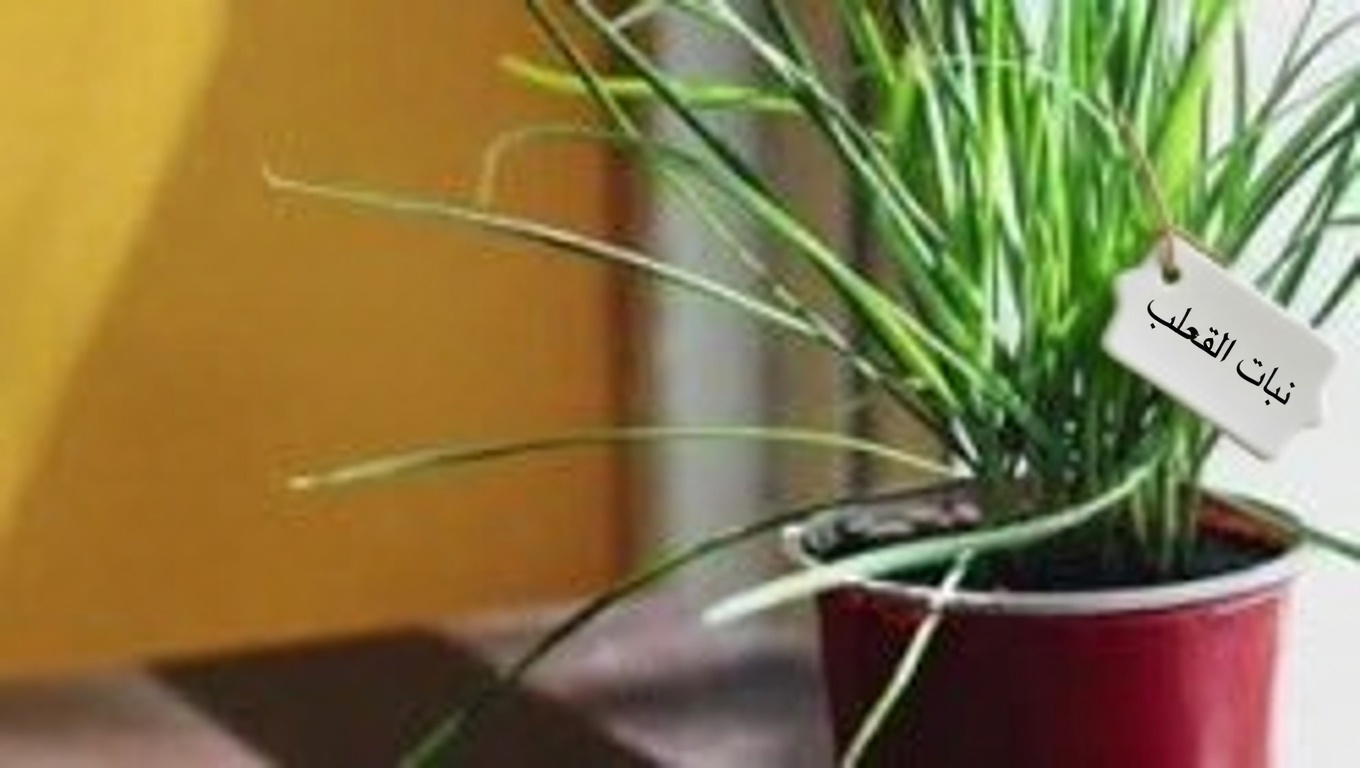 البرسيم الأحمر: 15 فائدة مذهلة وكيفية استخدام هذه العشبة العلاجية