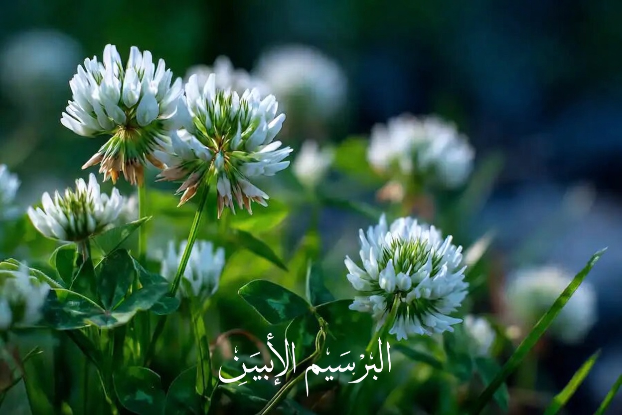 البرسيم الأبيض (Trifolium repens): 15 فائدة واستخدامات منزلية الصنع