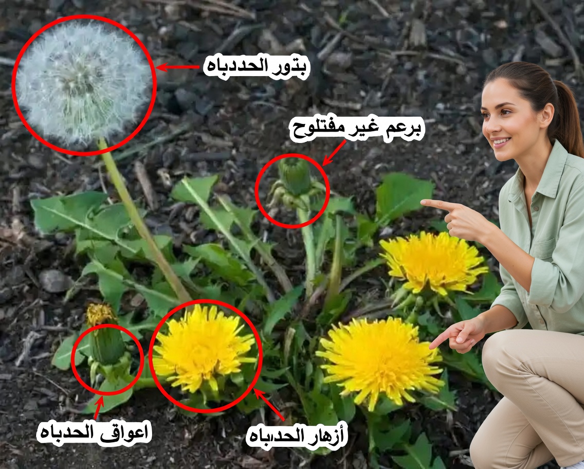 أعشاب ضارة أم كنوز؟ اكتشف الكنوز الخفية في هذه النباتات الأربعة الشائعة