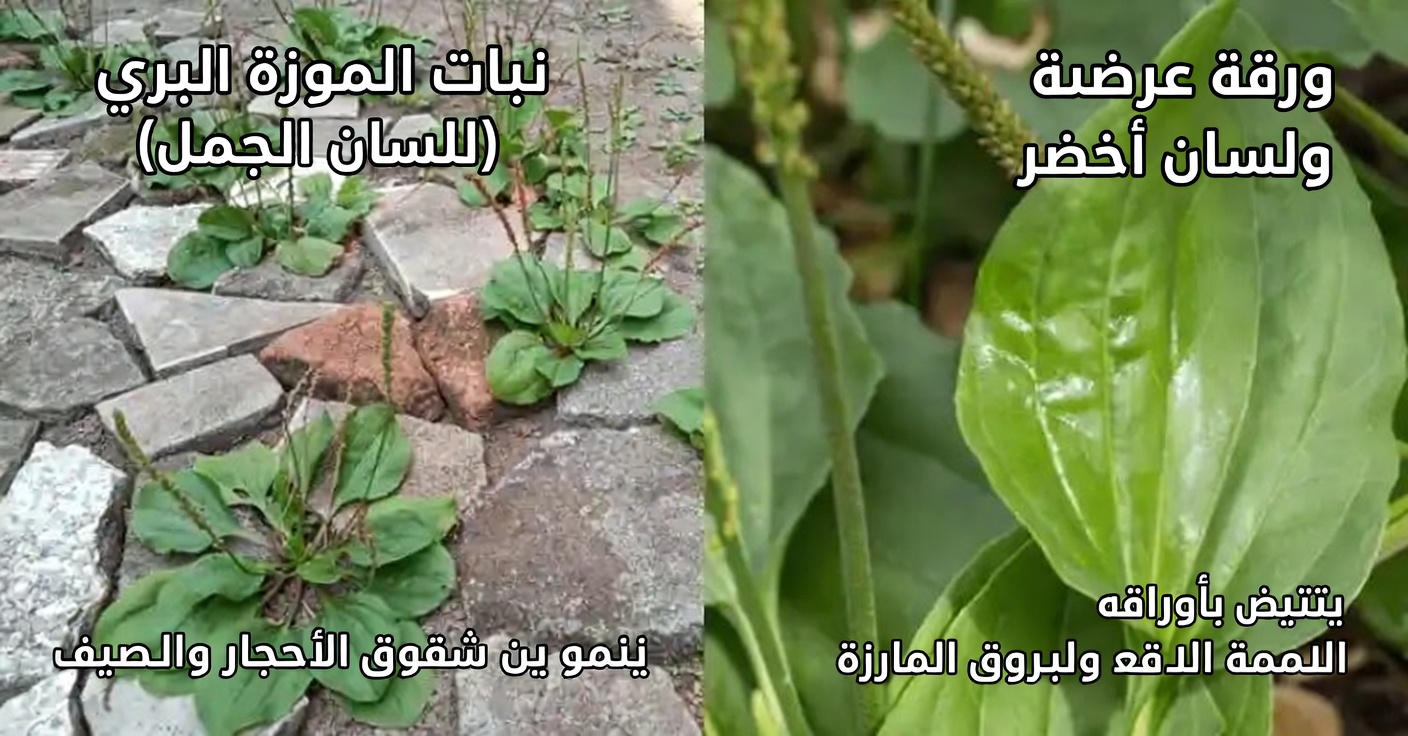 أعشاب ضارة أم كنوز؟ اكتشف الكنوز الخفية في هذه النباتات الأربعة الشائعة