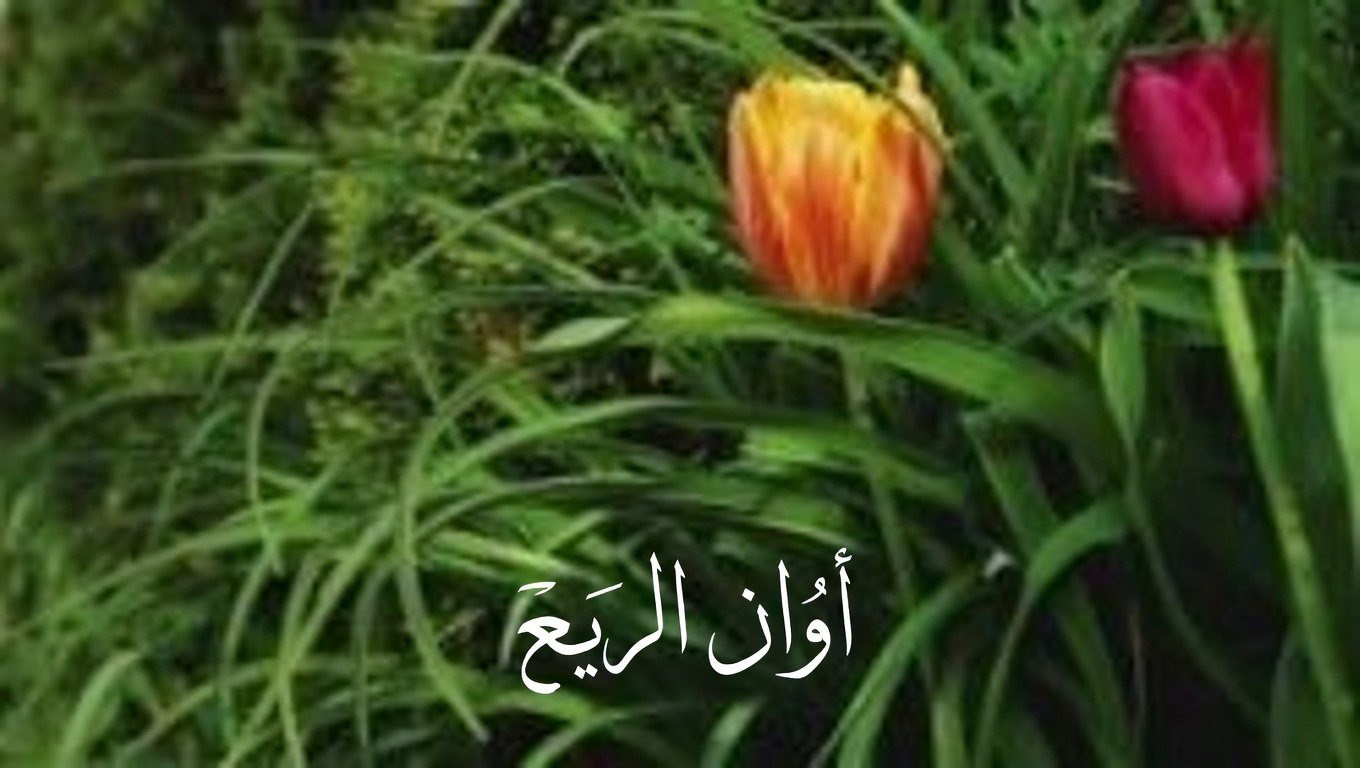 مضغ القرنفل يوميًا: عادة صغيرة ذات فوائد صحية هائلة