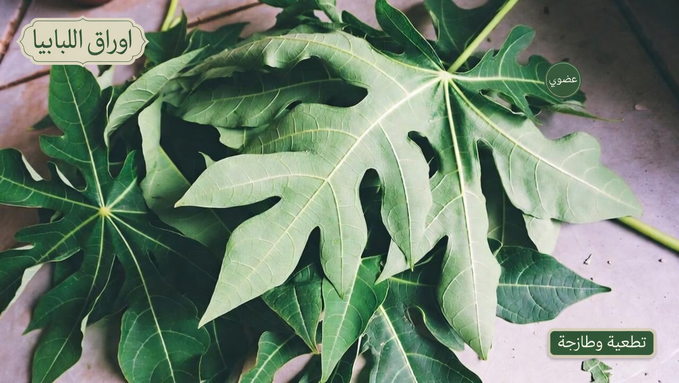 استكشاف إمكانات أوراق البابايا للعناية بالشعر: خيار طبيعي يستحق النظر فيه